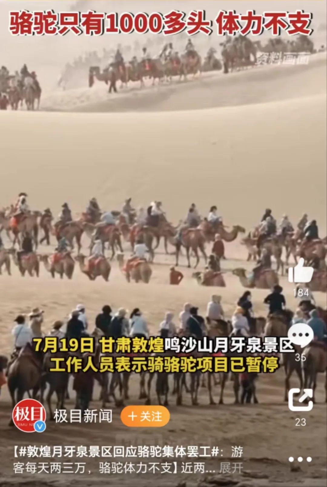 骆驼都罢工了。（图/极目新闻）