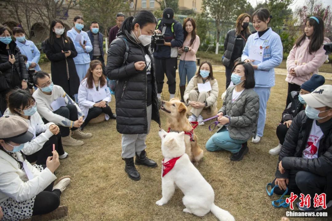 2023年2月9日，成都市心理健康中心开展动物辅助团体治疗，该中心将治疗犬只应用于精神科心理治疗。刘忠俊 摄