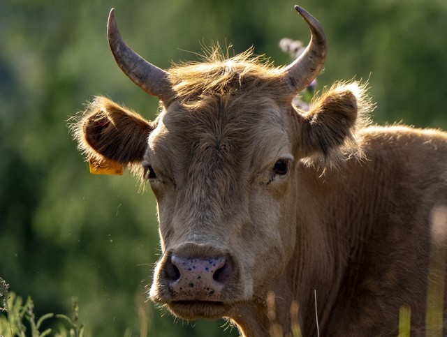 色彩、自然与人文的冲击 尼康Z 7Ⅱ一机三镜行摄大美新疆