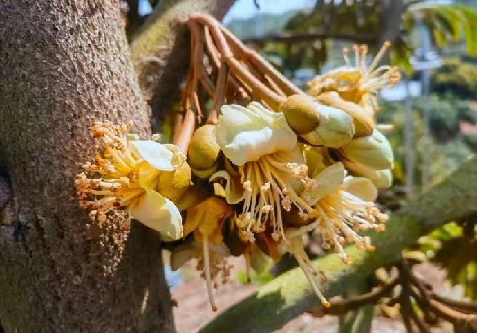 种植基地榴莲树挂果。受访者供图