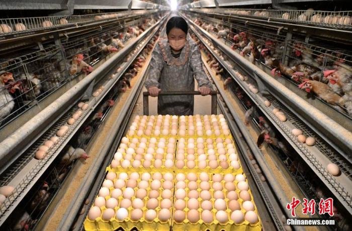资料图：“中国蛋鸡之乡”河北馆陶 “智慧化”养鸡，年产鲜蛋27亿枚。图为邯郸市馆陶县一家蛋鸡养殖场的工人在运鸡蛋。