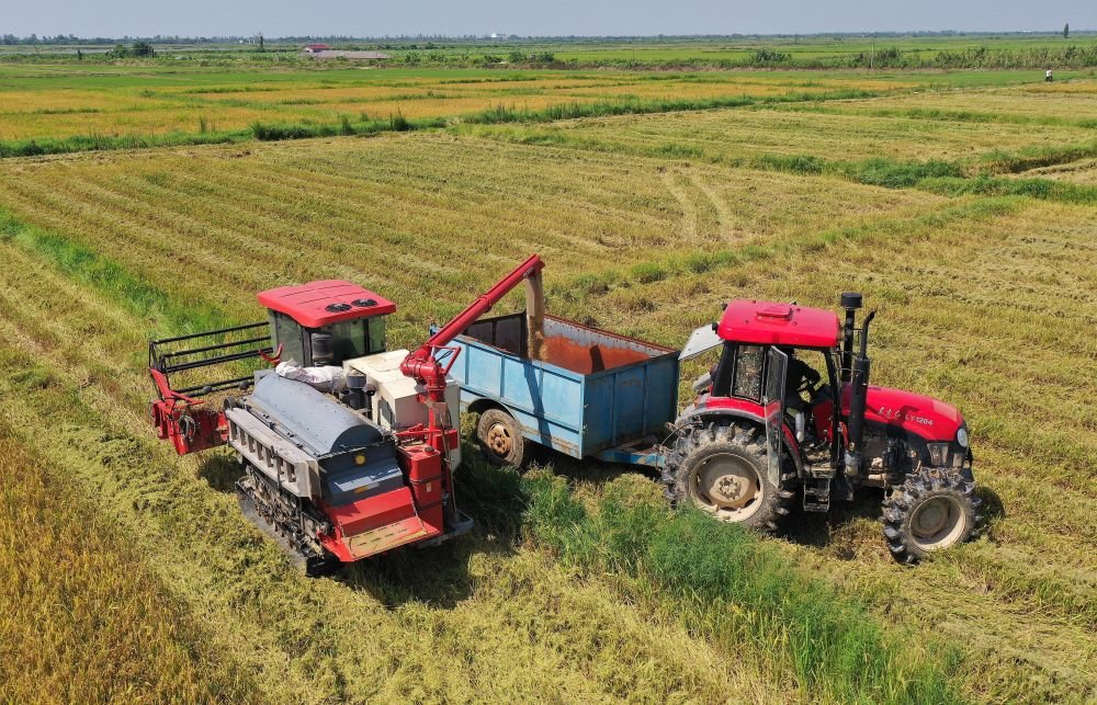 江西省南昌县蒋巷镇农户将刚收获的稻谷装入运输车（2022年7月13日摄，无人机照片）。新华社记者 彭昭之 摄