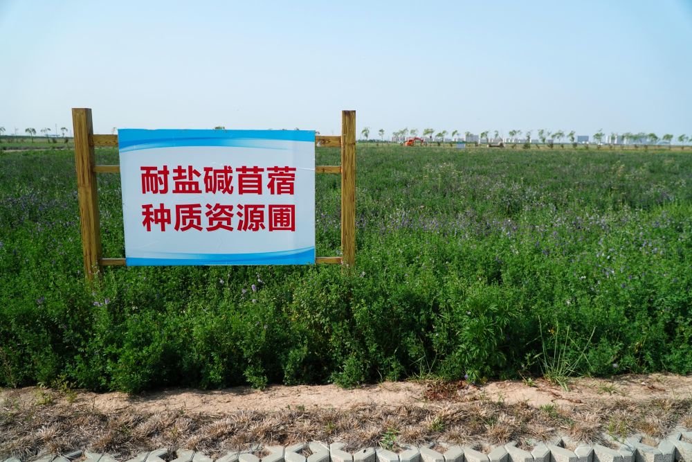 5月19日，位于山东省东营市黄河三角洲农业高新技术产业示范区的耐盐碱苜蓿种质资源圃。新华社记者 徐速绘 摄