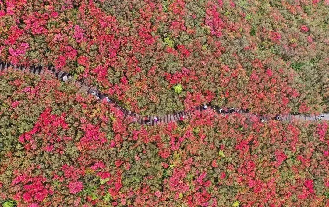 杜鹃花海美如画 黄晓海 摄(贵州图片库供图)