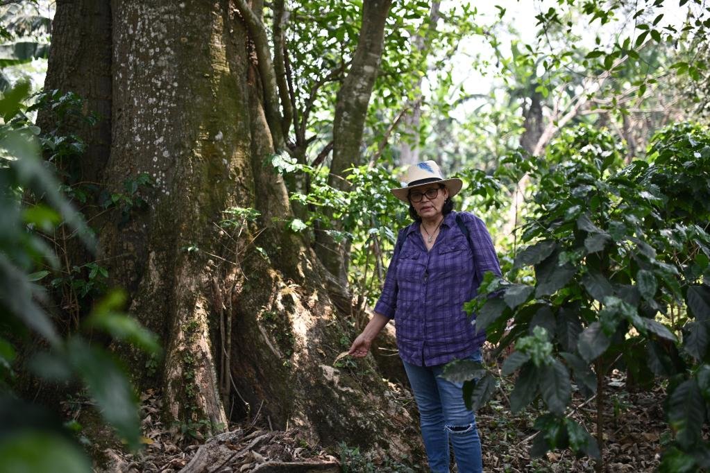 5月6日，在洪都拉斯马尔卡拉，工人在一处咖啡种植园查看作物长势。洪都拉斯的自然条件非常适合咖啡种植，是中美洲主要咖啡出口国之一。（新华社记者辛悦卫摄）