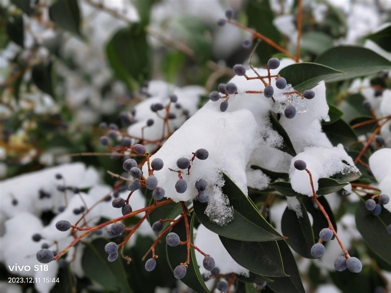 8mm机身下的续航王者!vivo S18评测:5000mAh超薄蓝海电池 轻松用一天半