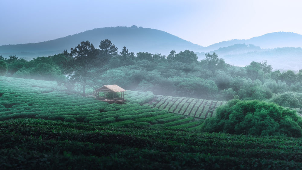 ↑江苏省南京市高淳区淳青茶园。彭婕 摄