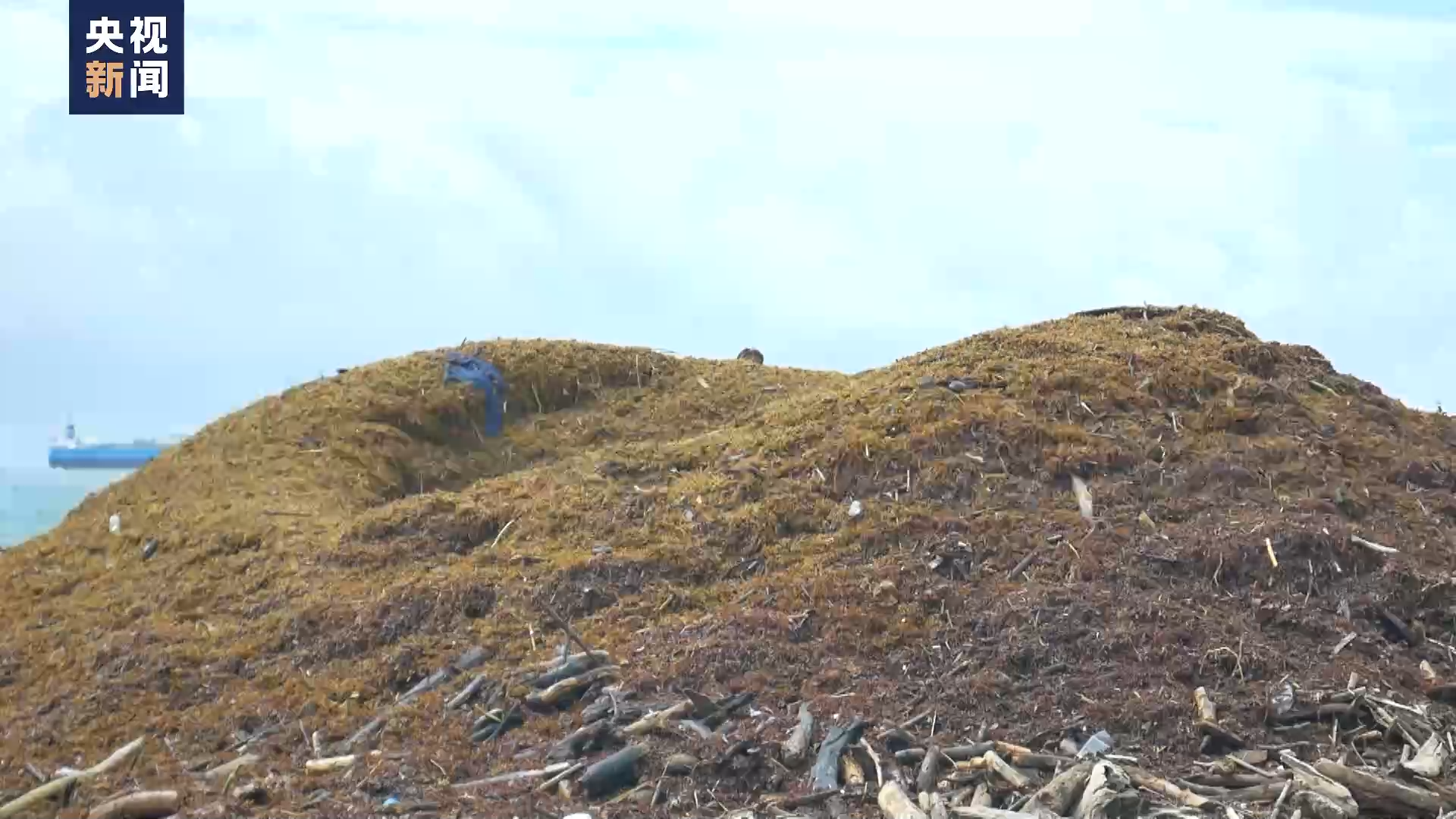 马尾藻过度繁殖 多米尼加生态旅游业受损
