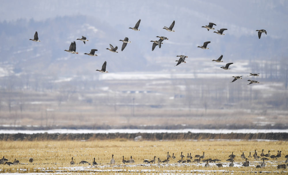 这是在吉林省珲春市敬信湿地拍摄的大雁（2020年3月3日摄）。新华社记者 许畅 摄