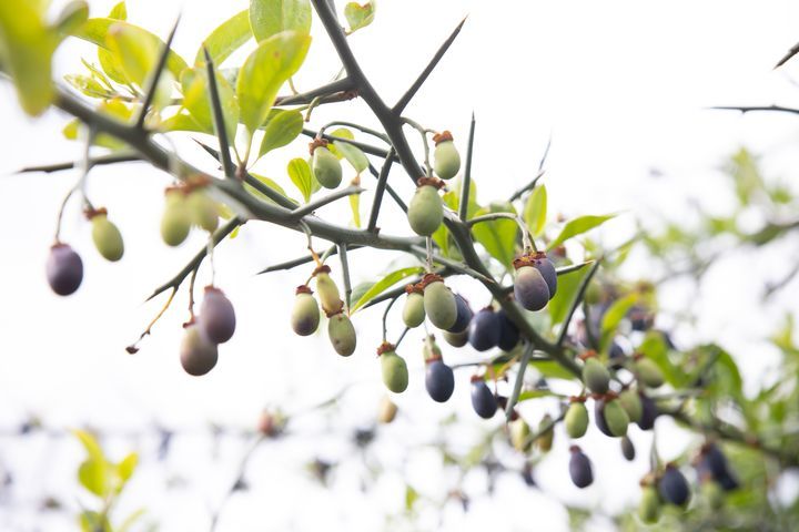 解锁纳西族护肤魅力 植物医生修红面膜舒缓换季脸_凤凰网区域_凤凰网