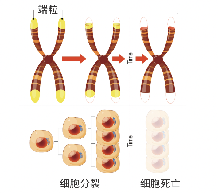 图为正常细胞衰老的进程。癌细胞的端粒不会随复制而缩短,所以能无限分裂,不死不灭。(图源:站酷海洛)