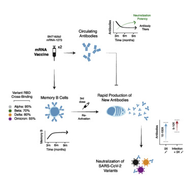 图源:参考资料 4