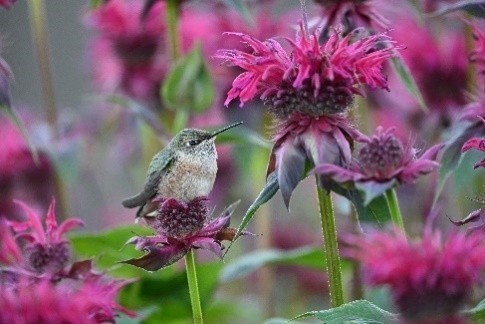 轻量化超远摄定焦镜头 尼康发布尼克尔Z 600mm f/6.3 VR S镜头