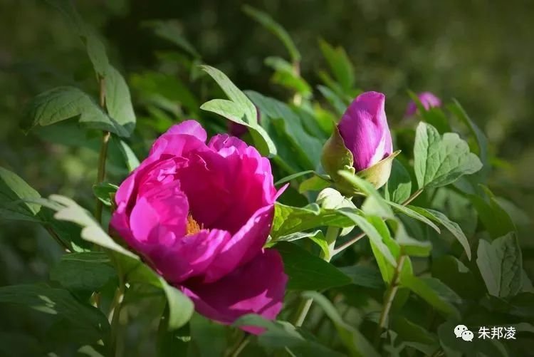 广州供卵助孕机构（花开富贵落尽残红始吐芳）落尽残红始吐芳出自哪首诗，