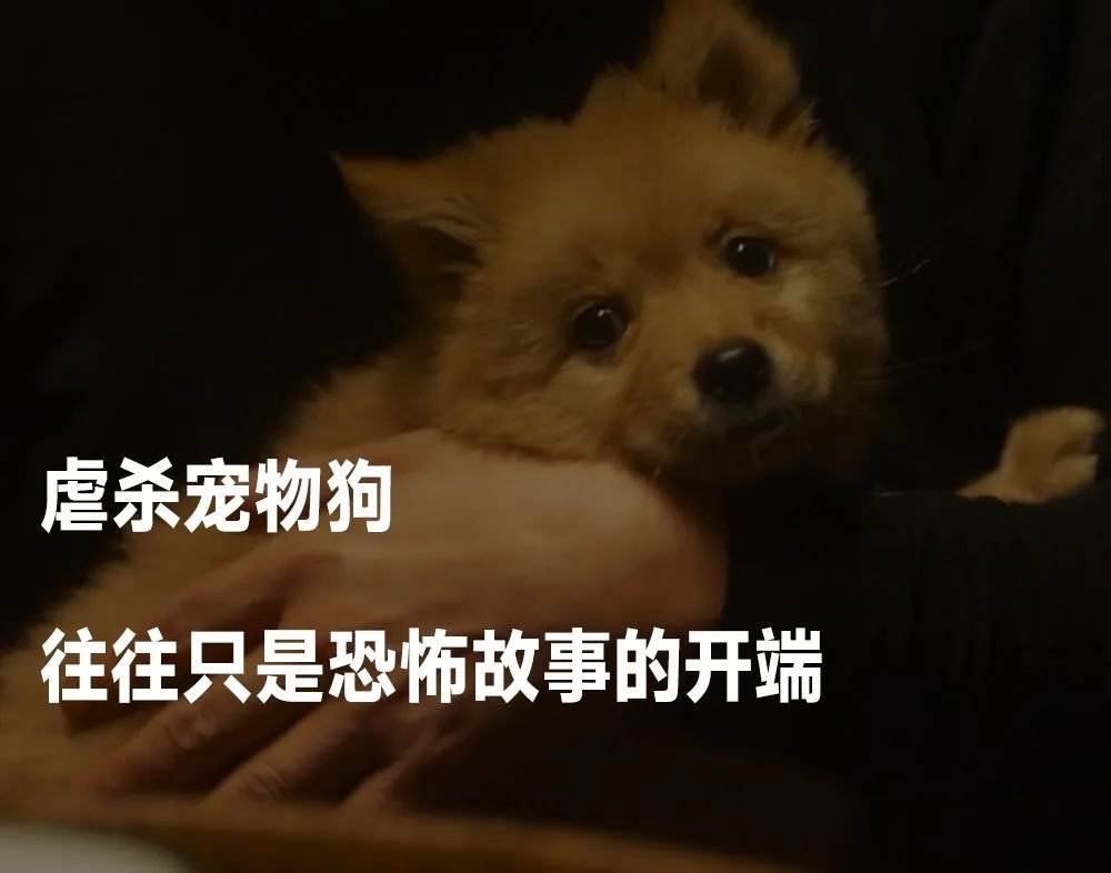 丈夫乱刀砍死宠物狗，但他们劝我别离婚_凤凰网