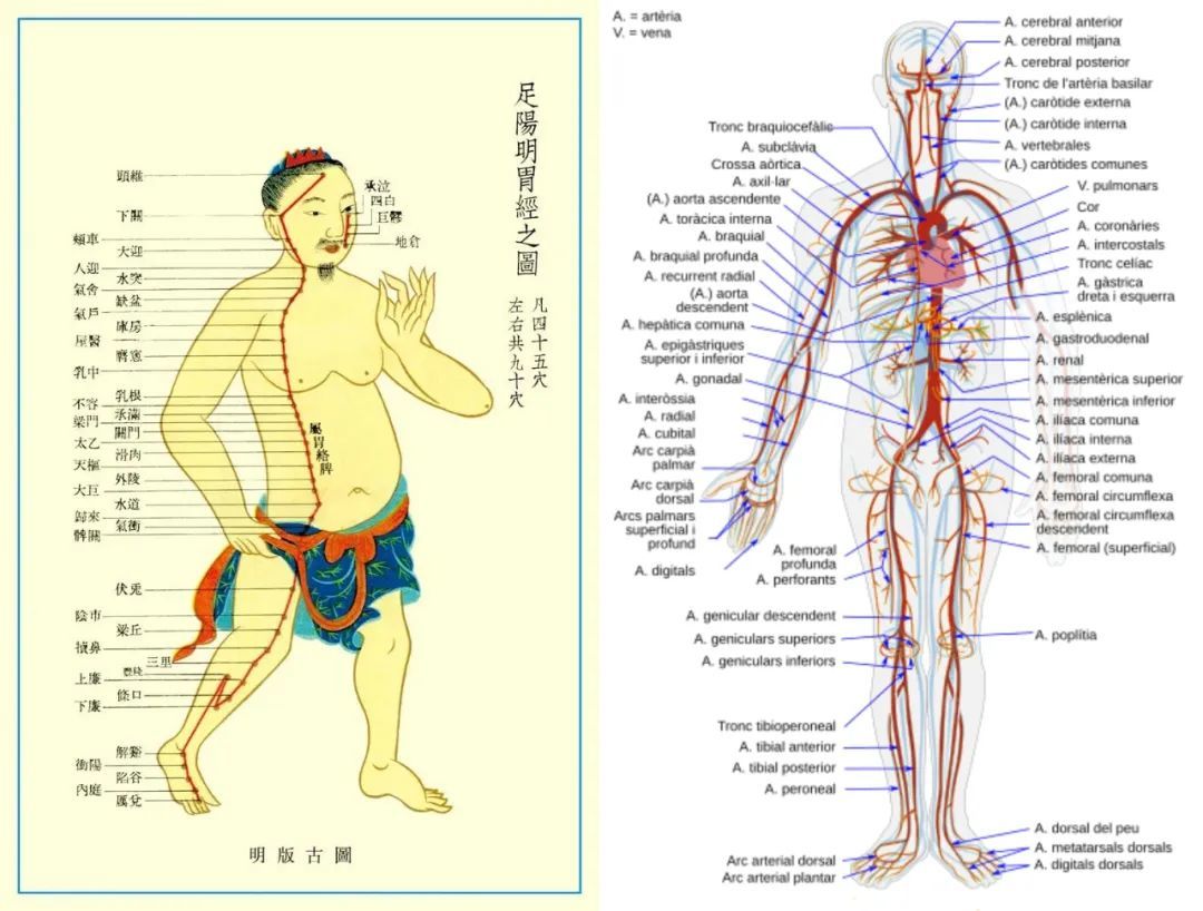 左：傳統(tǒng)醫(yī)學(xué)經(jīng)絡(luò)圖；右：人體血管分布圖