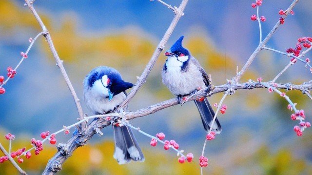 激光高配 升级加量 VIDDA三色激光智能投影C1S评测