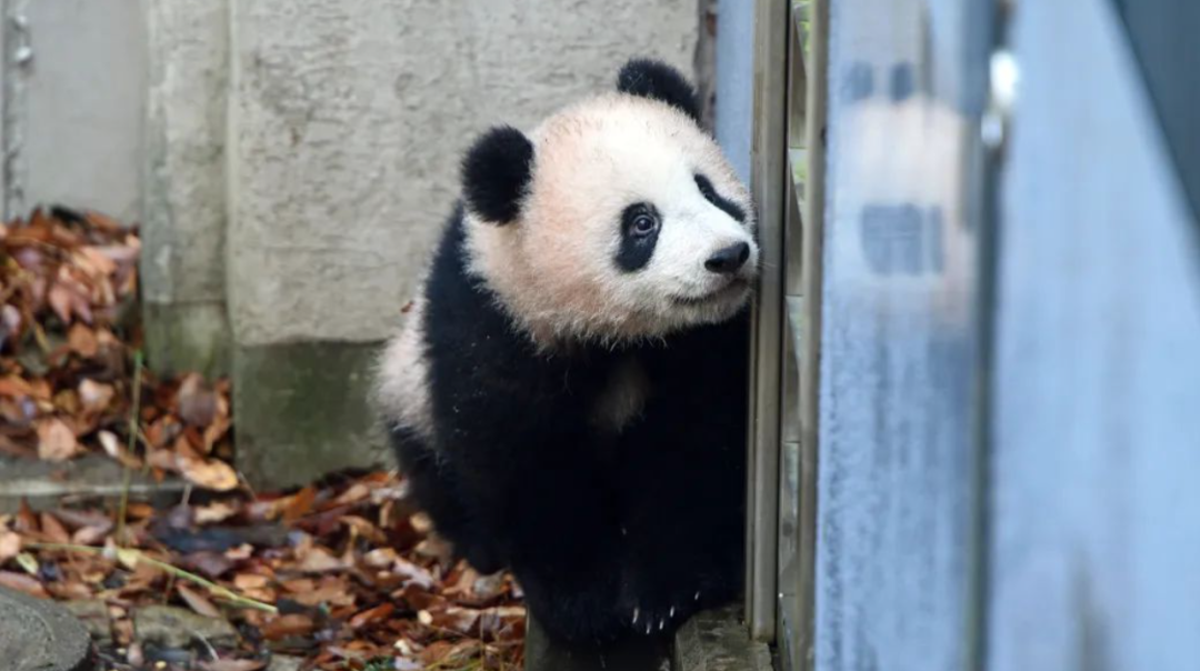 被质疑遭受“虐待”的旅美大熊猫 总算要接回来了