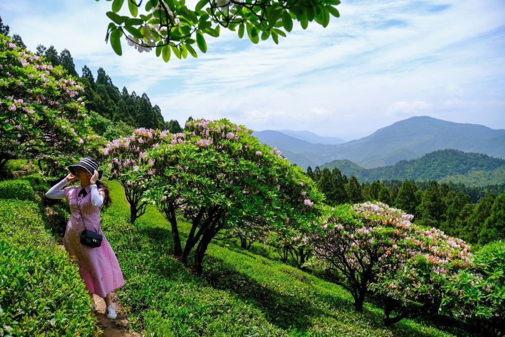 天台山华顶国家森林公园的云顶杜鹃。