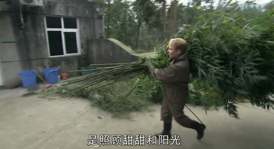 被质疑遭受“虐待”的旅美大熊猫 总算要接回来了