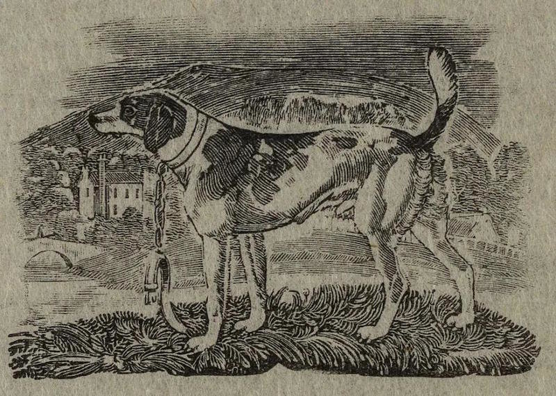 托马斯&middot;毕维克，哈利犬《四足动物历史》插图，1790年
