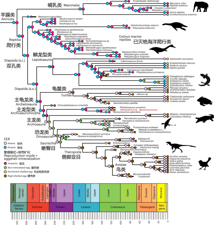 祖先状态重建支持EER假说，新报道的离龙类化石Ikechosaurus sp.以红色表示 翻译自[3]