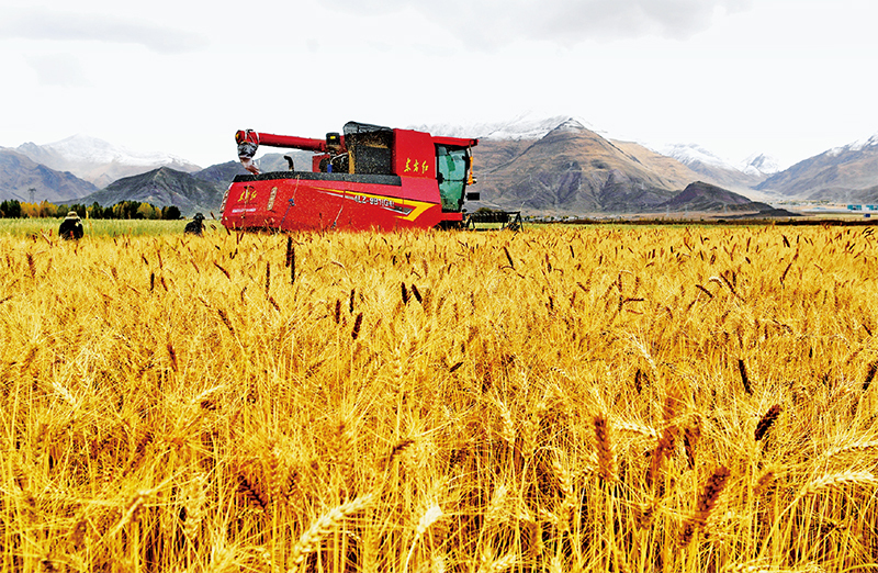 近年来，西藏自治区积极实施耕地改造，通过开展高标准农田建设，全方位提升耕地质量与粮食产量，夯实粮食安全基础。图为工作人员驾驶农业机械在拉萨市林周县曲果强村的高标准农田里收获小麦（2023年10月12日摄）。 新华社记者 张汝锋/摄