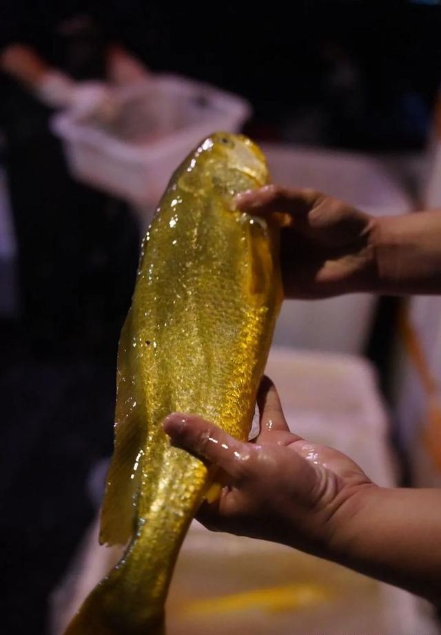 ●年夜黄鱼皂天是银皂色，迟上是金色。图为半熟息黄鱼，宁德违天原天俗称“半瓜”。