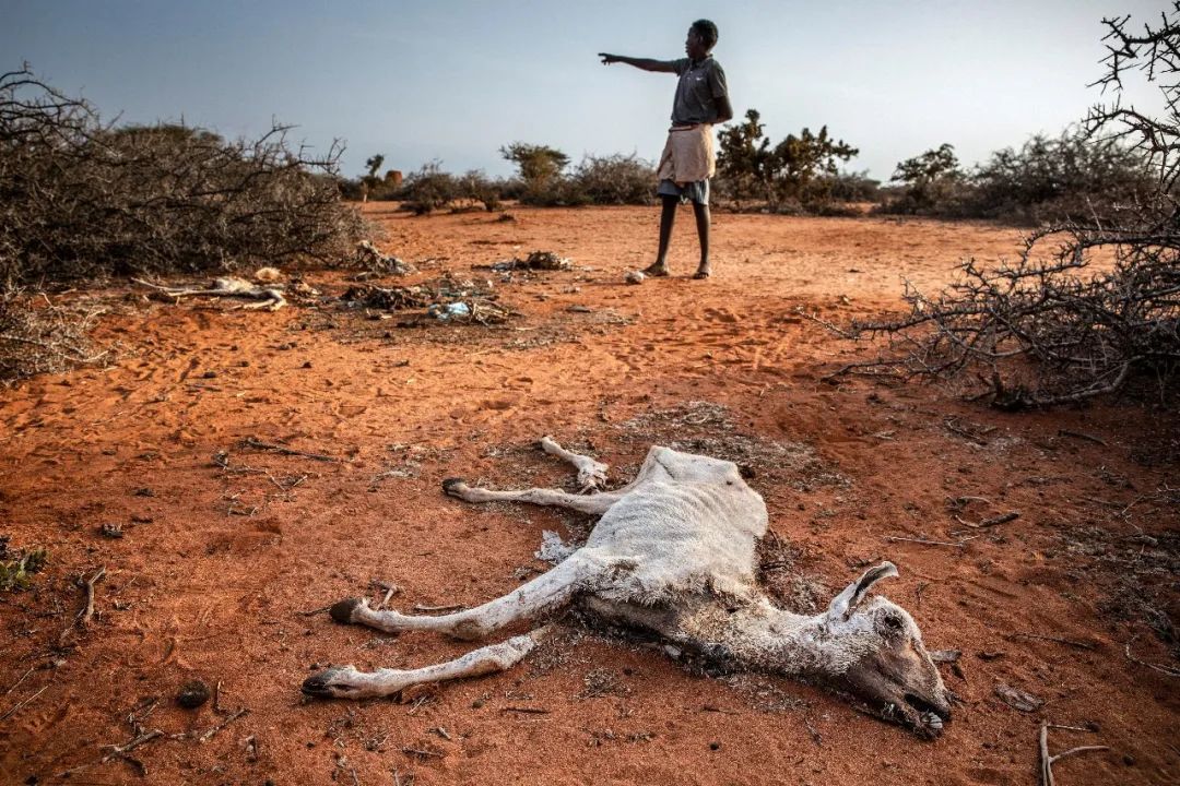 ◆索马里遭受严重干旱，牲畜也大量死去。