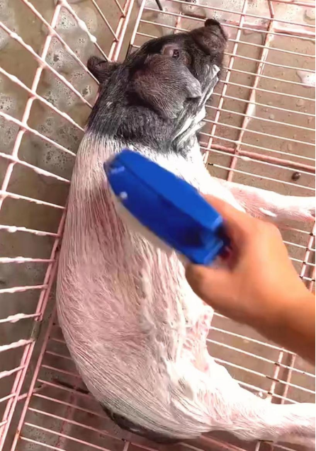 享受洗澡的猪猪。（图/范范）