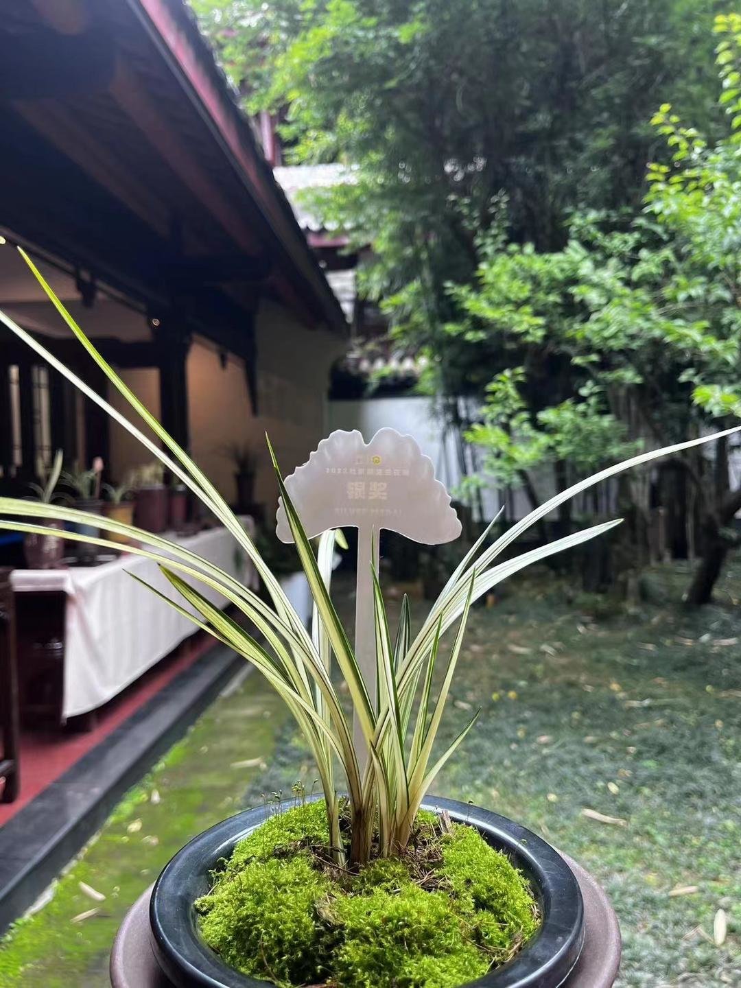 观花一时，观叶经年：艺兰名品齐聚草堂｜杜甫草堂兰花展_凤凰网