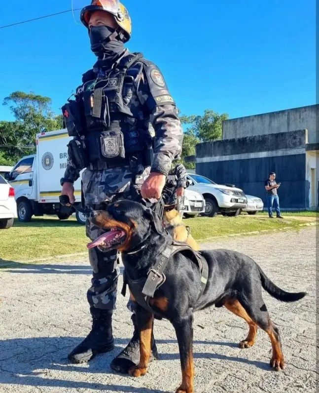 在欧洲，罗威纳犬作为军用的“工作犬”