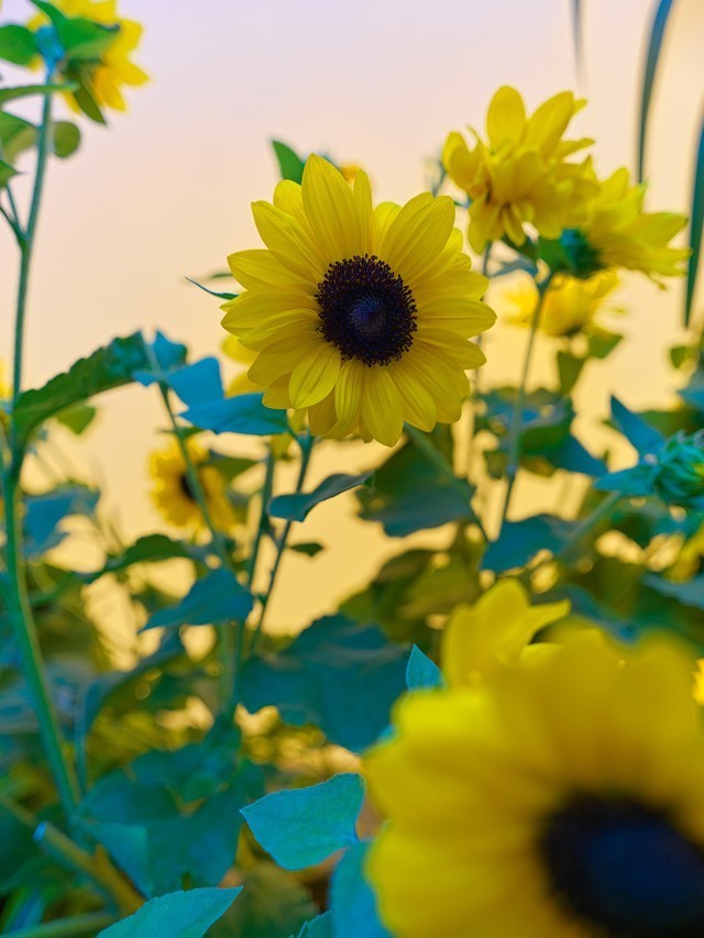 哈苏XCD 4/28P评测:轻量化高素质的入门级广角镜头