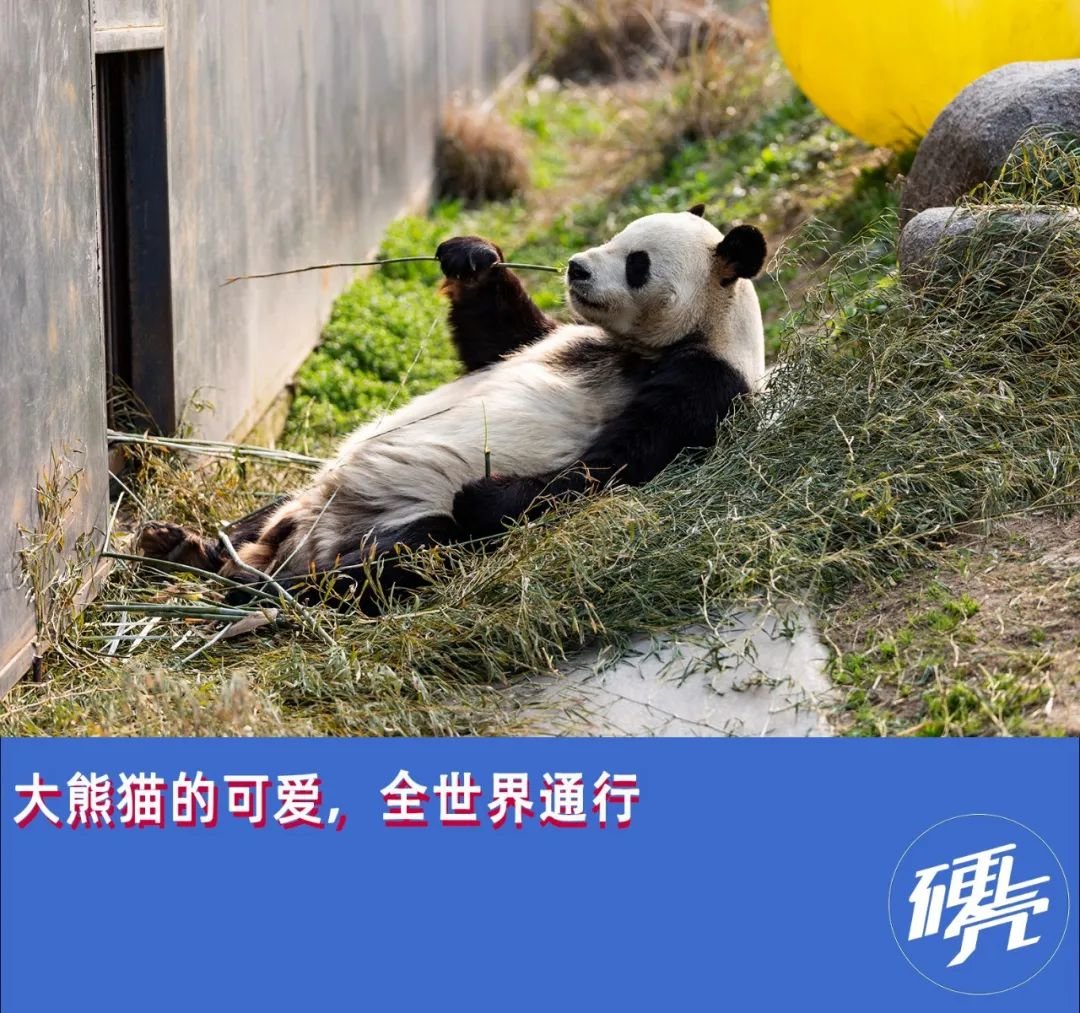 为什么全世界都爱大熊猫？
