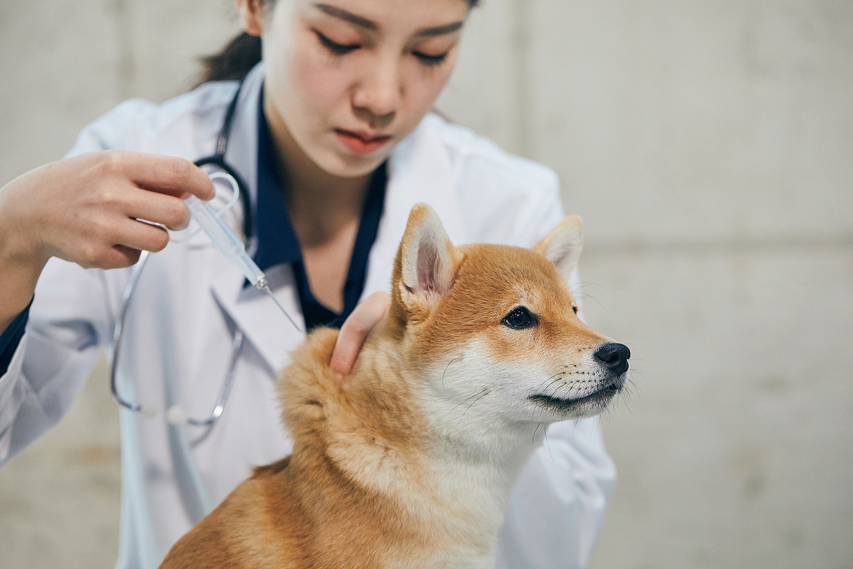 看一次病就要花几千！宠物医疗AB面：铲”