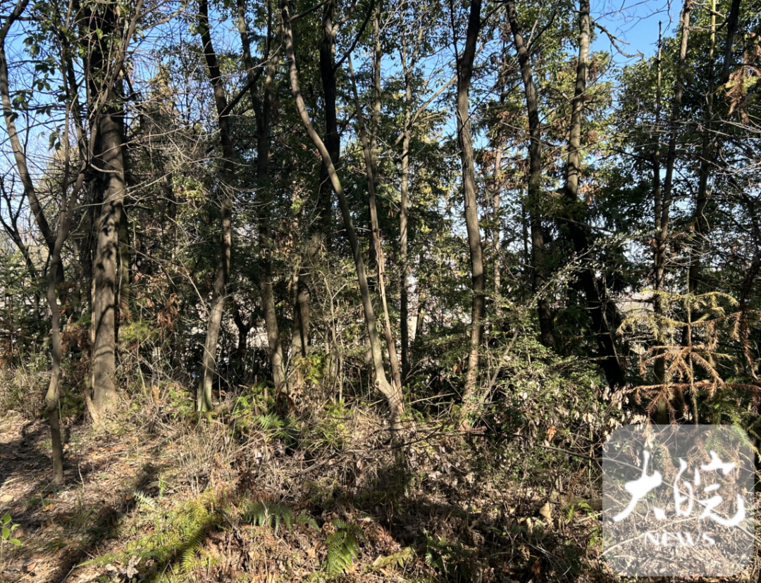 金鸡山树枝纵横交错,较难行走。