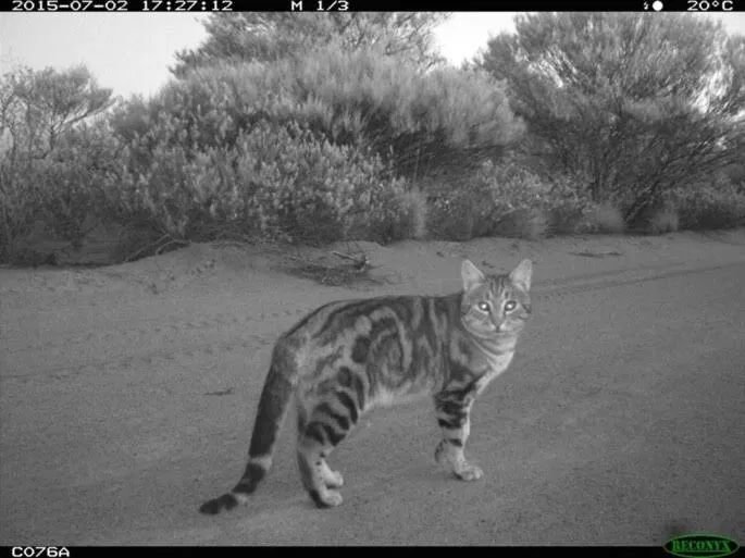 在澳大利亚内陆拍摄的大型野生野猫。/wild cats magazine