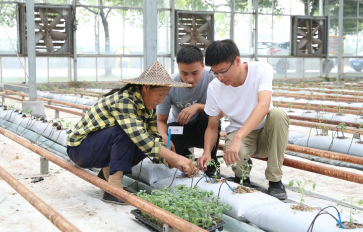 金華市科技特派員在東陽市花園村現代農業生態園全自動玻璃溫室大棚內指導工作人員進行幼苗無土栽培