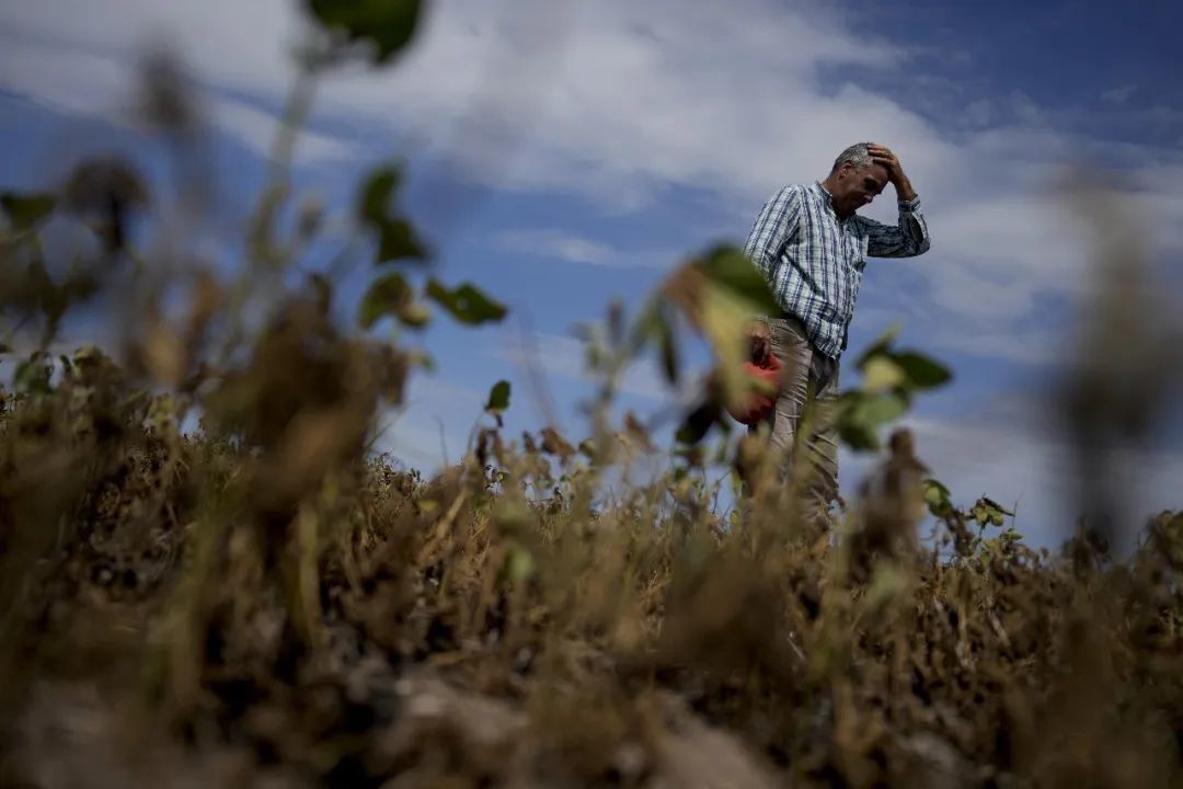 ◆阿根廷也遭遇干旱，农民的大豆田损失严重。