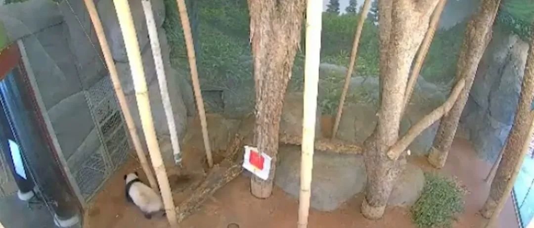 被质疑遭受“虐待”的旅美大熊猫 总算要接回来了