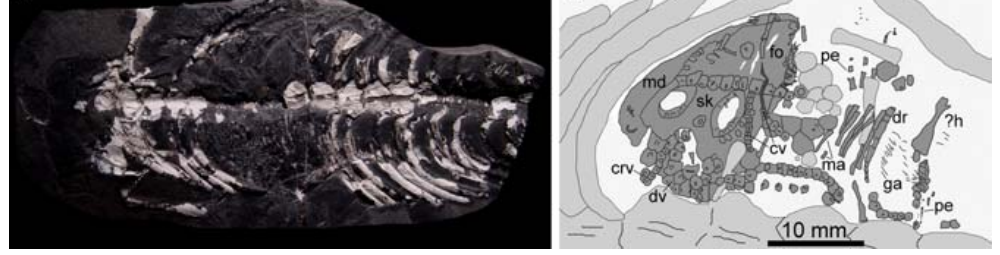 弓龙母体及其子宫内的胚胎。左：标本的真实照片；右：线条示意图，母体以浅灰色表示，幼体以深灰色表示 图源[24]