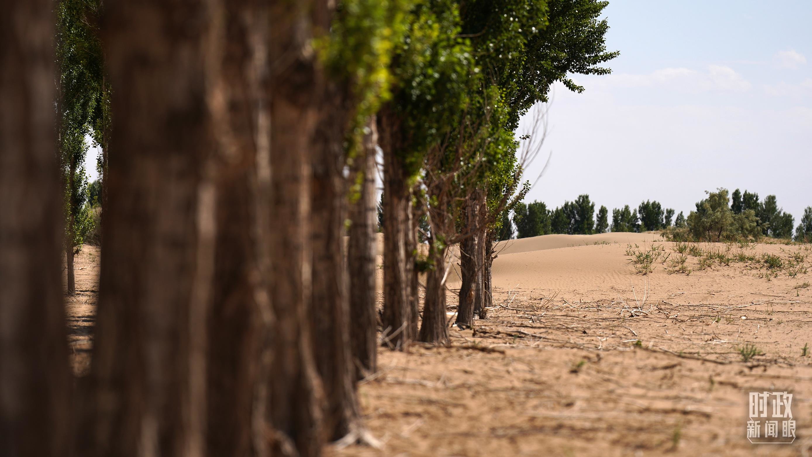 △“绿进沙退”。（总台国广记者李晋拍摄）