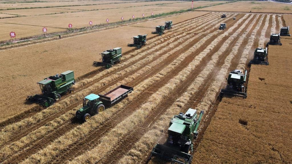 2022年7月20日，内蒙古河套地区小麦迎丰收。新华社记者 李云平 摄