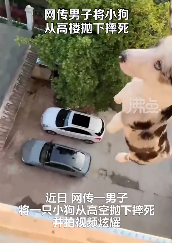 男子将小狗从高楼抛下，还拍视频炫耀？警方通报_凤凰网