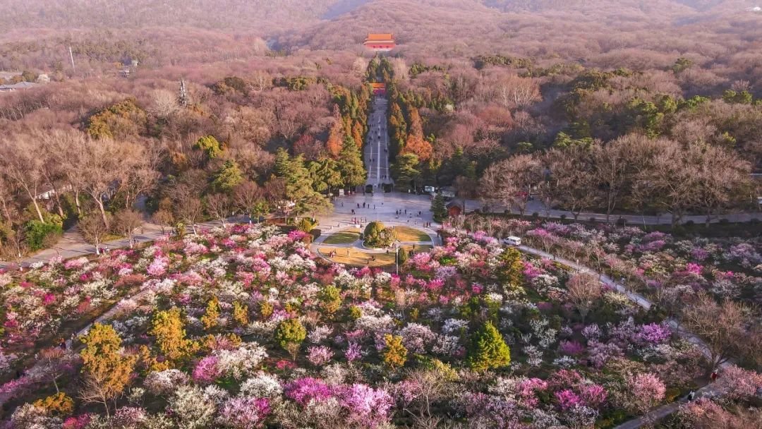 图片|南京明孝陵景区内梅花山 · 摄图网 ©