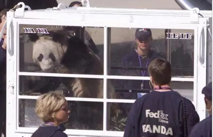 2003年的丫丫乐乐