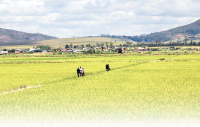 位于马达加斯加马义奇镇的杂交水稻示范田。本报记者 闫韫明摄