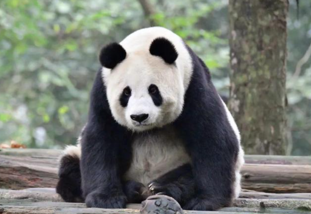 被质疑遭受“虐待”的旅美大熊猫 总算要接回来了