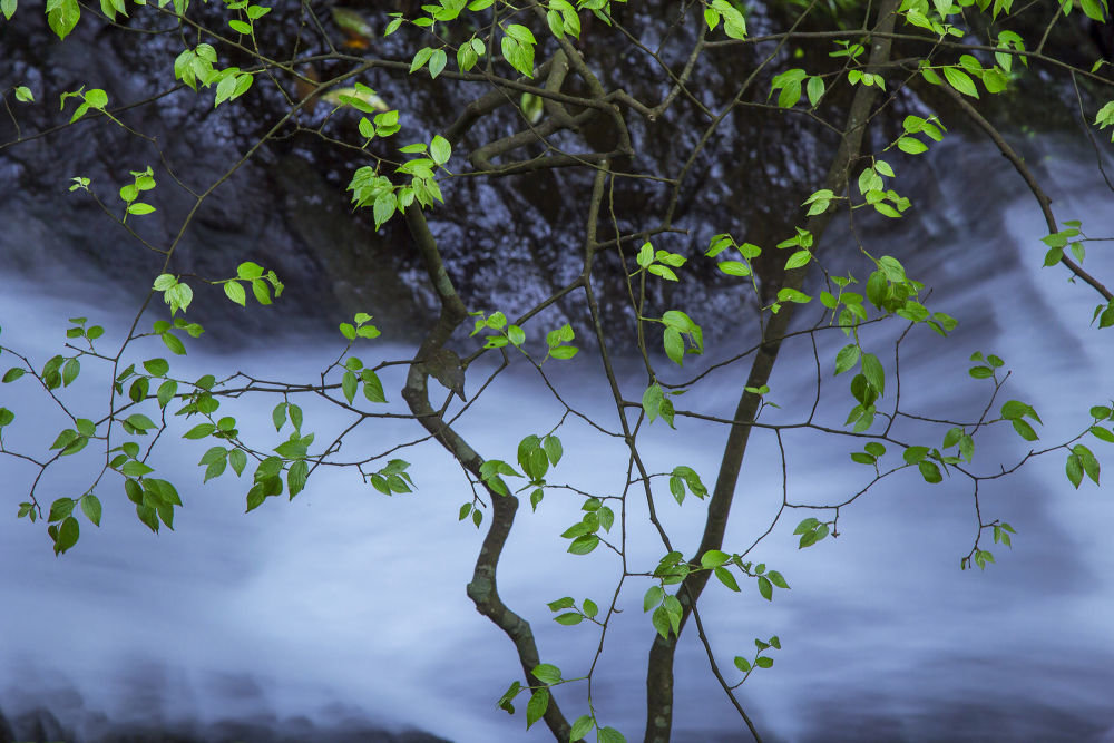 ↑浙江省宁波市宁海县山涧溪流边的绿叶如满天繁星。冯小波 摄