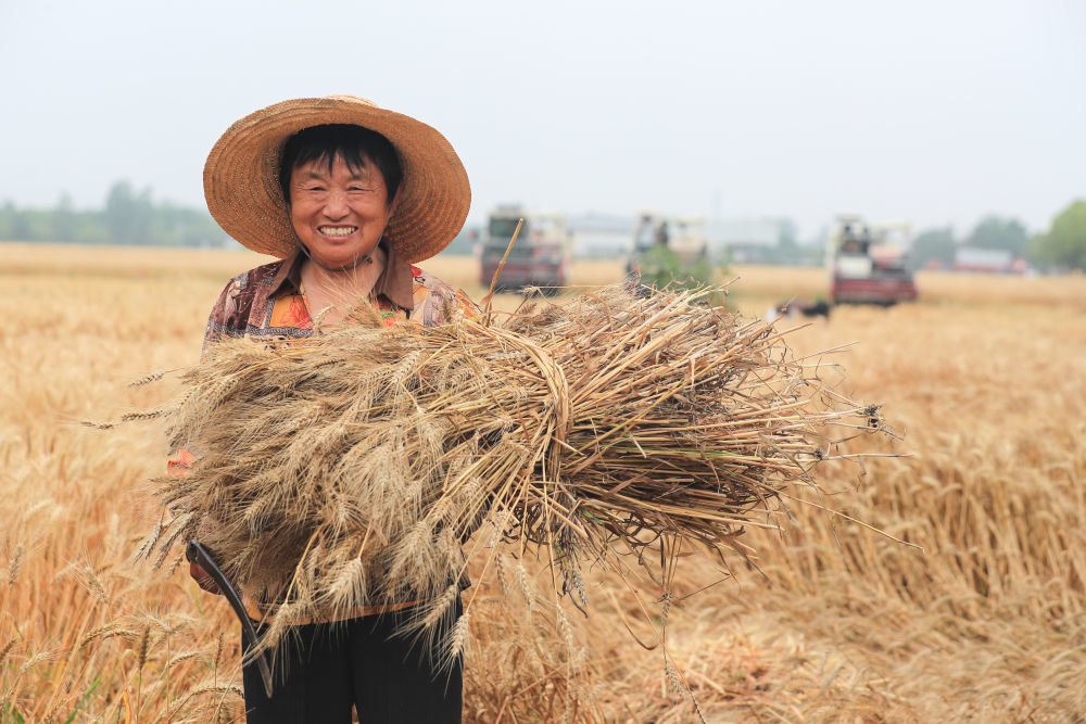 ↑ 5月30日，在江苏省扬州市槐泗镇许巷村麦田里，农民展示刚刚收割的小麦。新华社发（齐立广摄）